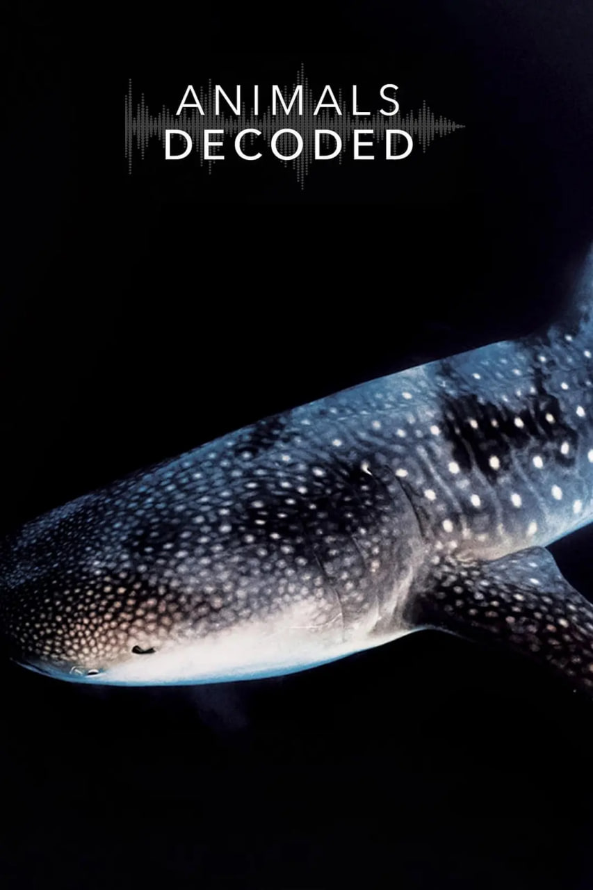 动物解码